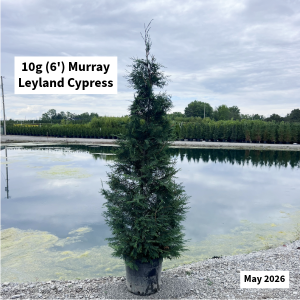 May 2026 10g Murray Leyland Cypress Website